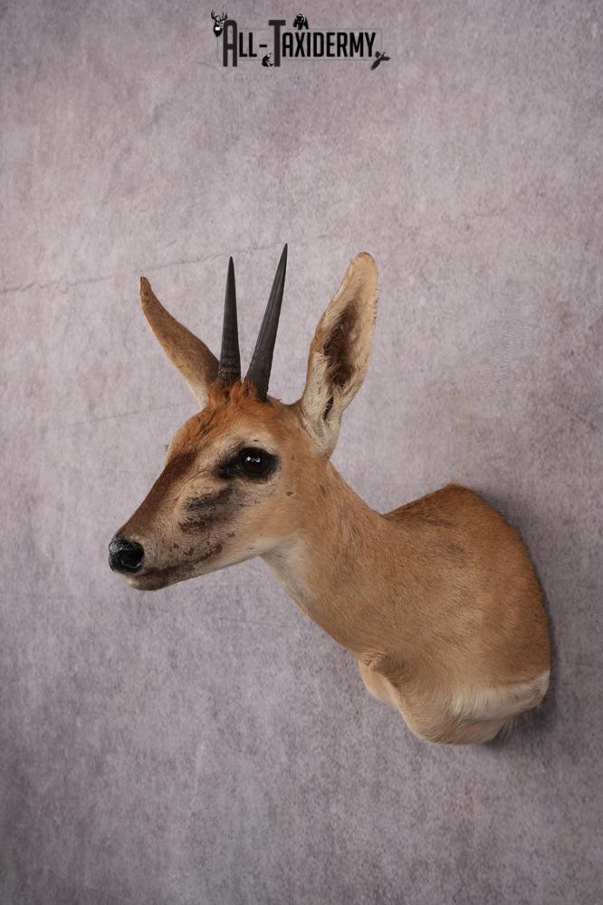 African Duiker taxidermy mount SKU 2540 - Image 8