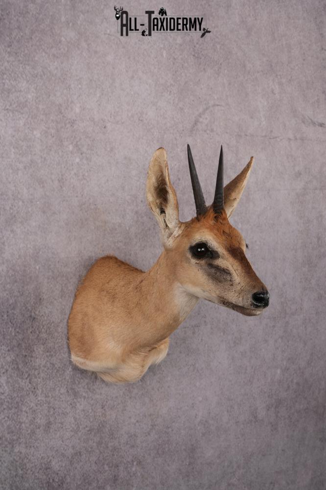 African Duiker taxidermy mount SKU 2540 - Image 7