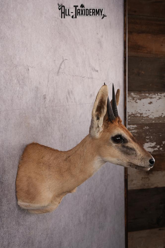 African Duiker taxidermy mount SKU 2540 - Image 6