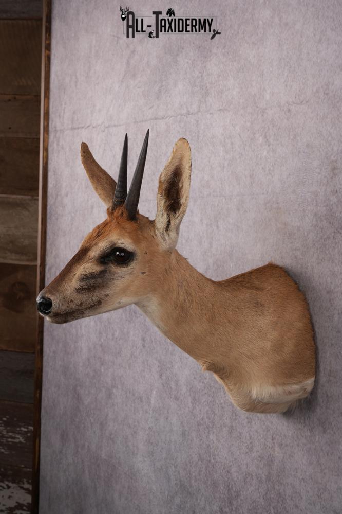 African Duiker taxidermy mount SKU 2540 - Image 5