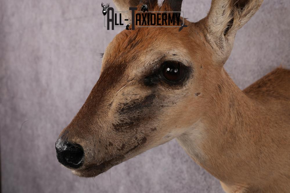 African Duiker taxidermy mount SKU 2540 - Image 4