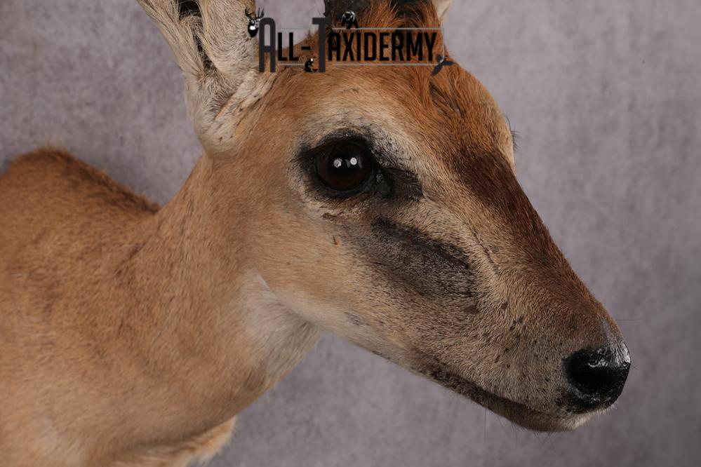 African Duiker taxidermy mount SKU 2540 - Image 3