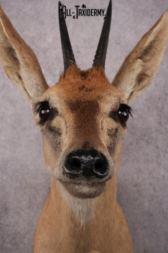 African Duiker taxidermy mount SKU 2540 - Image 2