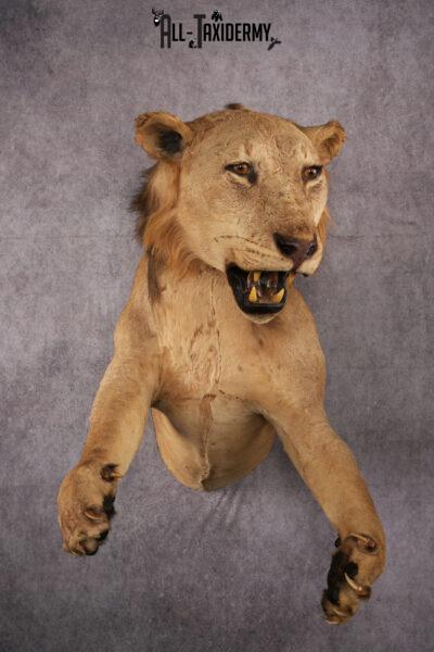 1/2 African Lion Taxidermy Mount SKU 2596