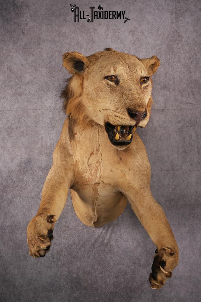 1/2 African Lion Taxidermy Mount SKU 2596