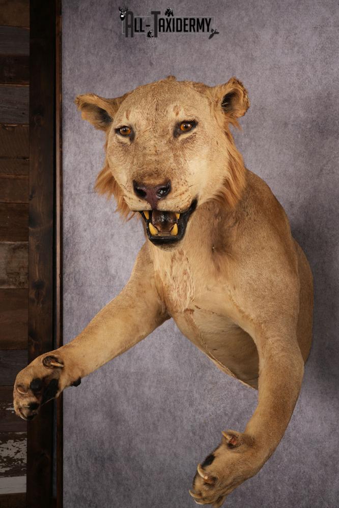 1/2 African Lion Taxidermy Mount SKU 2596 - Image 8