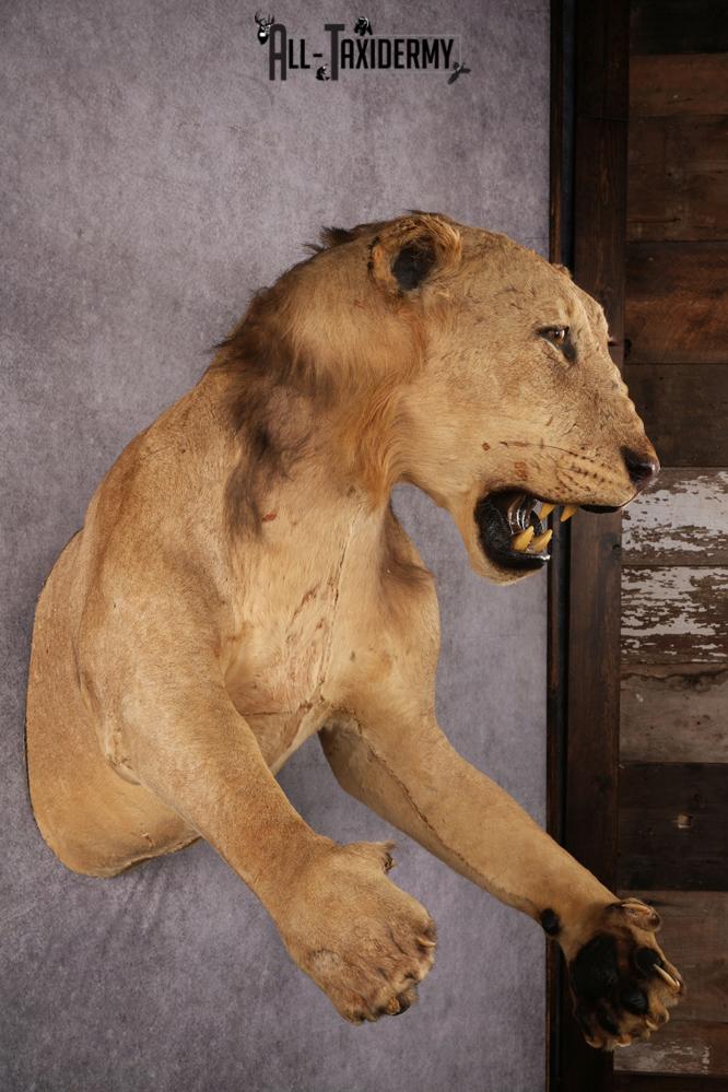 1/2 African Lion Taxidermy Mount SKU 2596 - Image 7