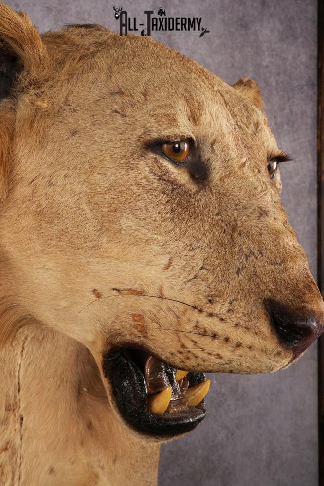1/2 African Lion Taxidermy Mount SKU 2596 - Image 6