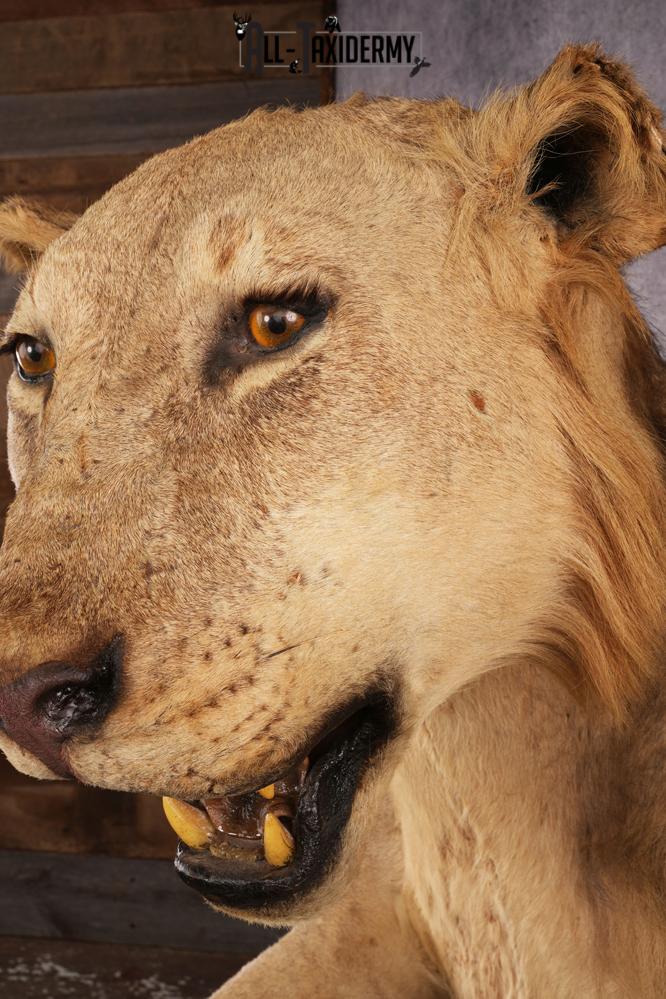 1/2 African Lion Taxidermy Mount SKU 2596 - Image 5