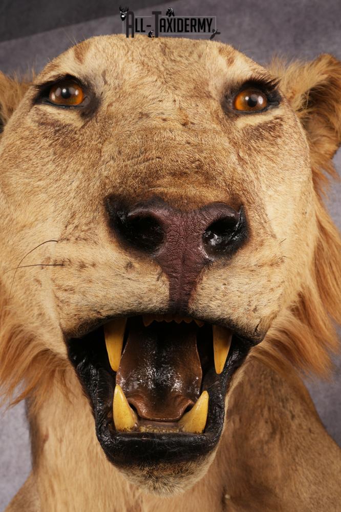 1/2 African Lion Taxidermy Mount SKU 2596 - Image 4