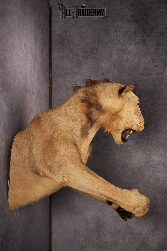 1/2 African Lion Taxidermy Mount SKU 2596 - Image 3