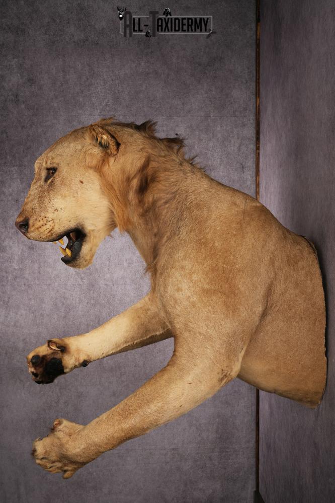 1/2 African Lion Taxidermy Mount SKU 2596 - Image 2