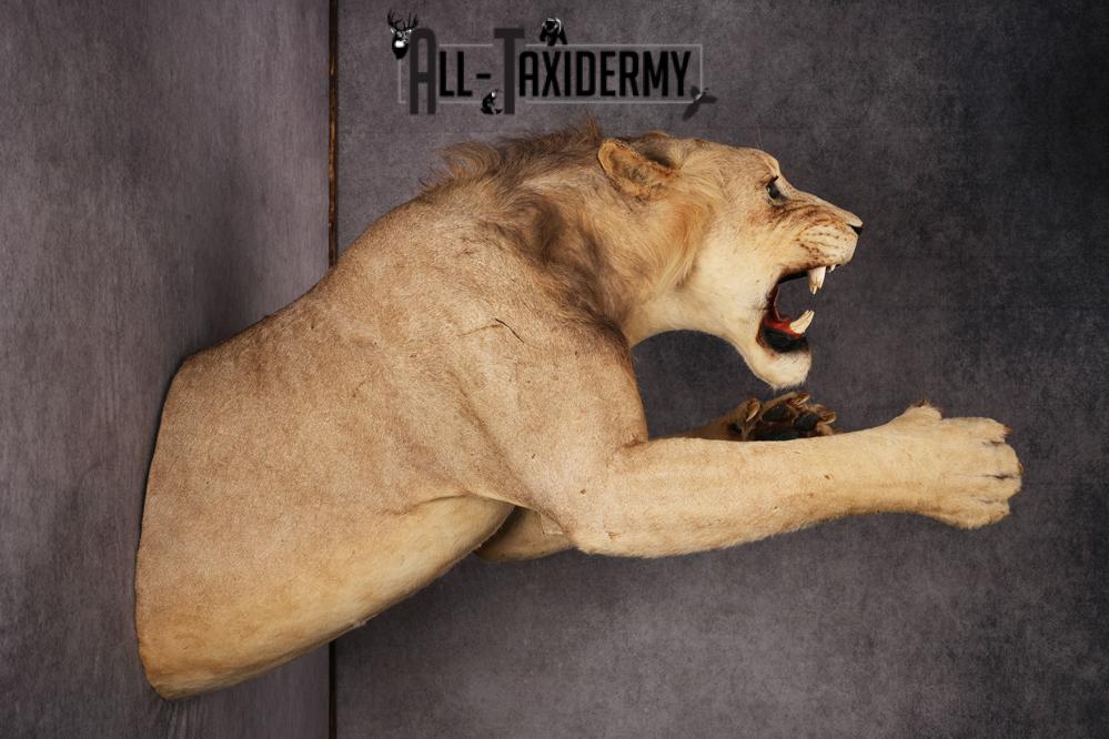 African Lion Half Body Mount SKU 2449 - Image 8