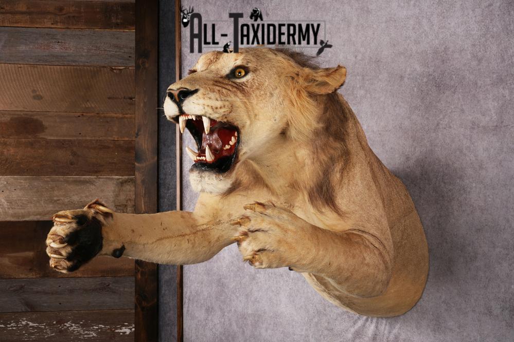 African Lion Half Body Mount SKU 2449 - Image 6