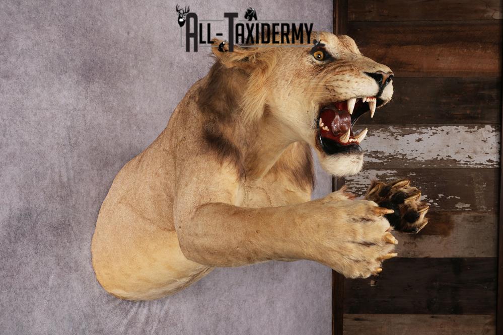 African Lion Half Body Mount SKU 2449 - Image 5