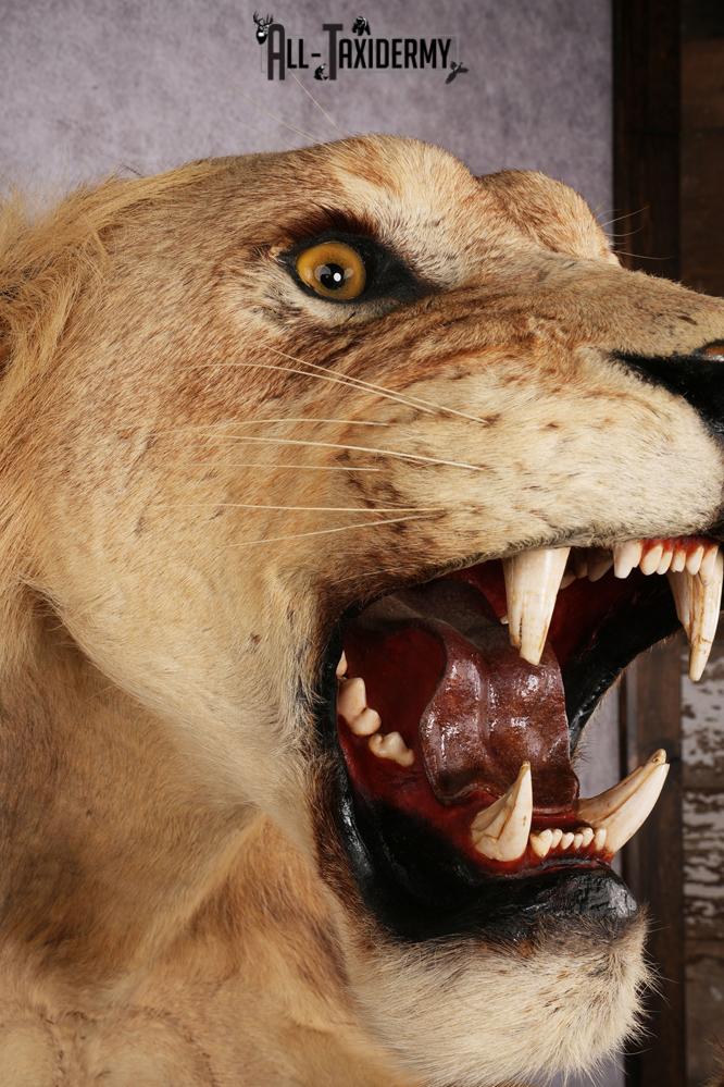 African Lion Half Body Mount SKU 2449 - Image 4