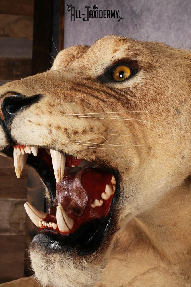 African Lion Half Body Mount SKU 2449 - Image 3