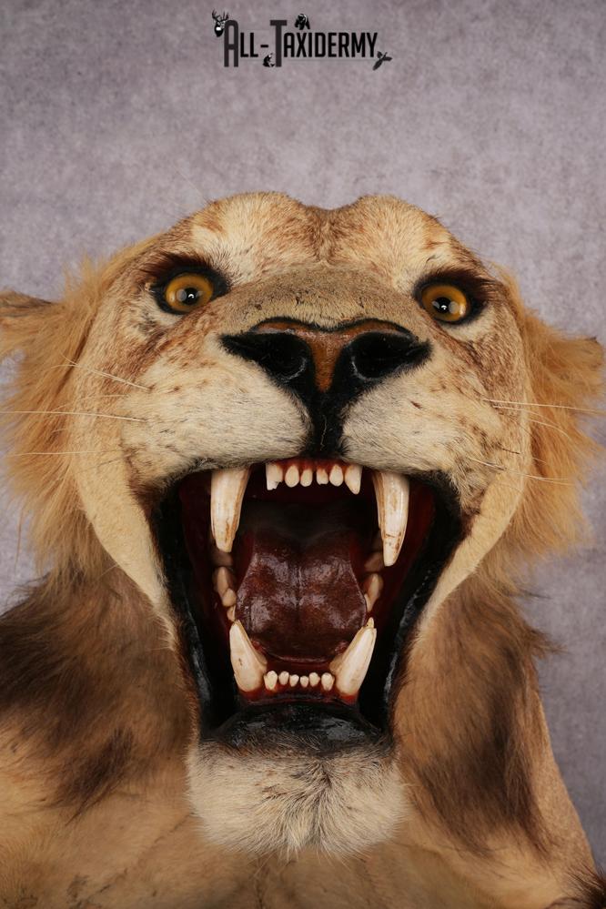 African Lion Half Body Mount SKU 2449 - Image 2