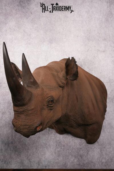 African Black Rhinoceros reproduction (Replica) shoulder mount SKU 2504
