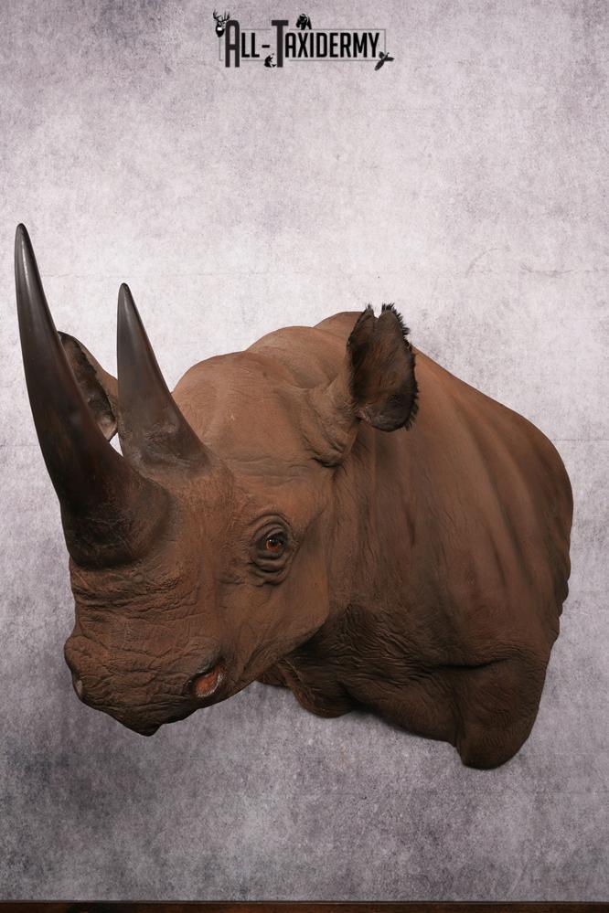 African Black Rhinoceros reproduction (Replica) shoulder mount SKU 2504
