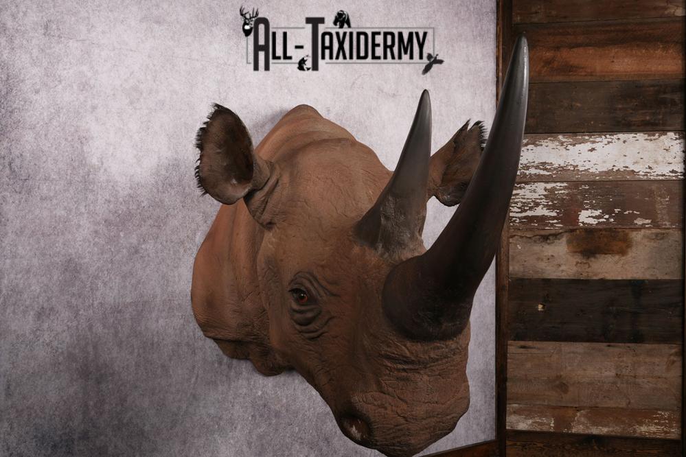 African Black Rhinoceros reproduction (Replica) shoulder mount SKU 2504 - Image 8