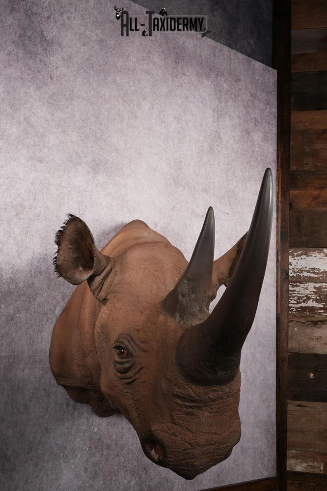 African Black Rhinoceros reproduction (Replica) shoulder mount SKU 2504 - Image 7
