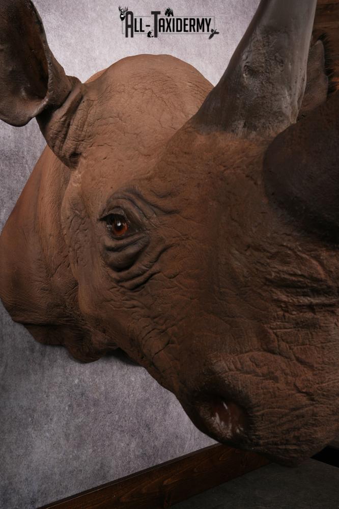 African Black Rhinoceros reproduction (Replica) shoulder mount SKU 2504 - Image 6