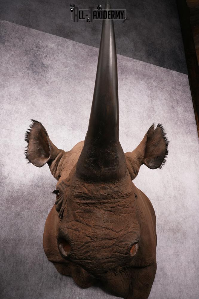 African Black Rhinoceros reproduction (Replica) shoulder mount SKU 2504 - Image 4
