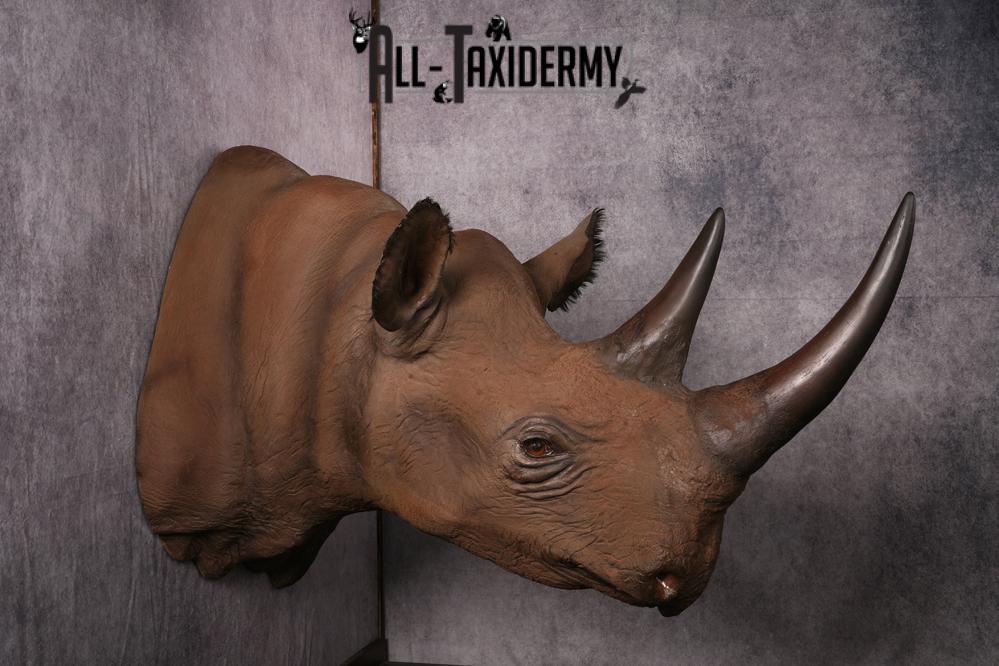 African Black Rhinoceros reproduction (Replica) shoulder mount SKU 2504 - Image 3