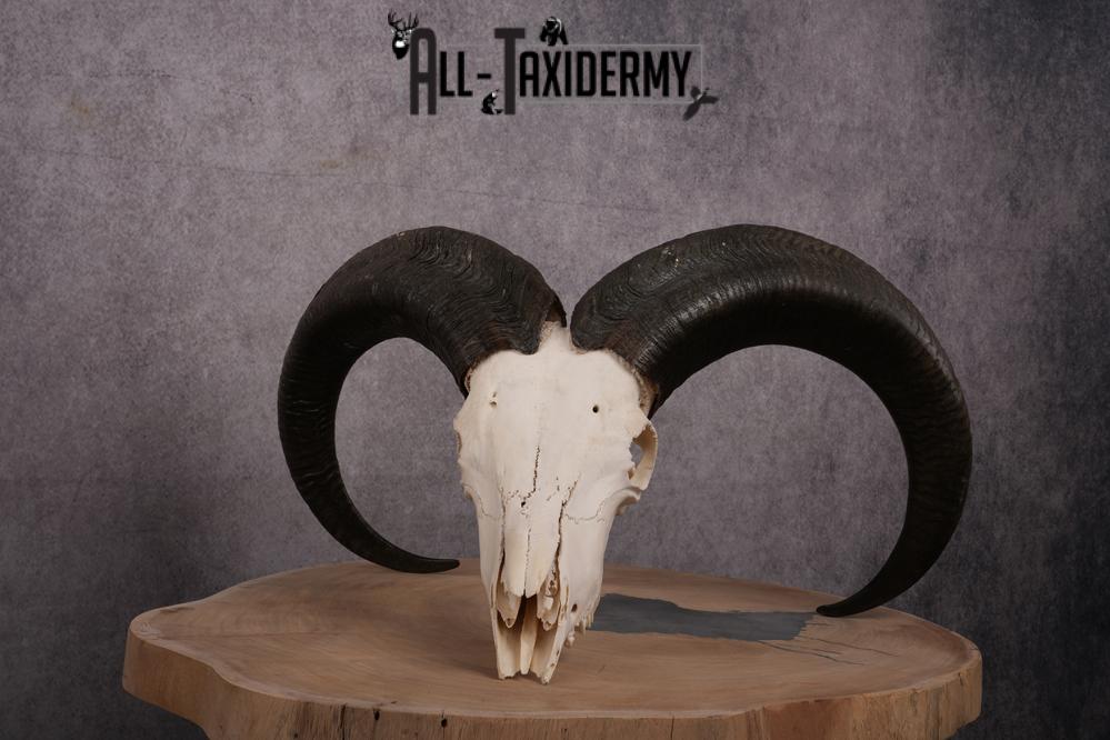 African Aoudad taxidermy skull SKU 2513 - Image 10