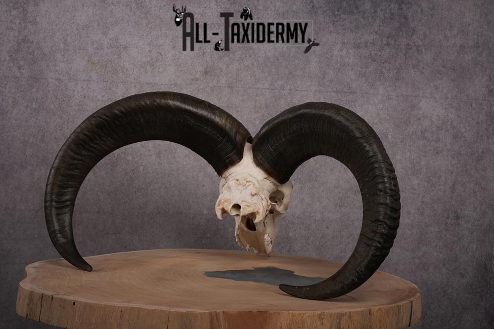 African Aoudad taxidermy skull SKU 2513 - Image 8