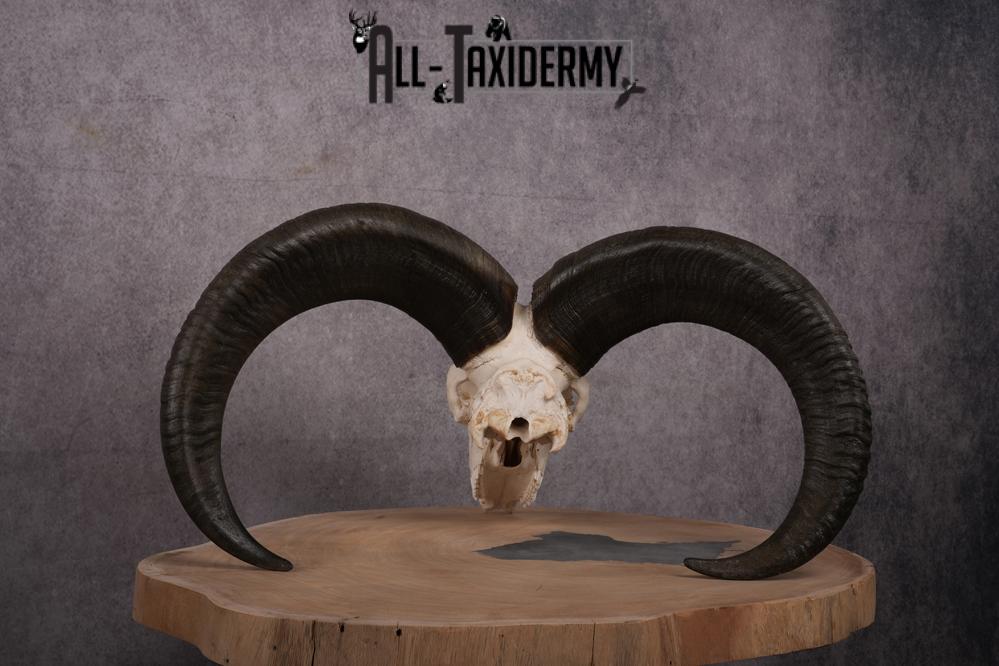 African Aoudad taxidermy skull SKU 2513 - Image 6