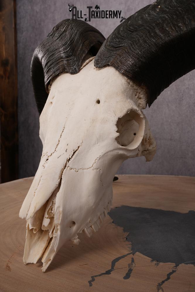 African Aoudad taxidermy skull SKU 2513 - Image 4