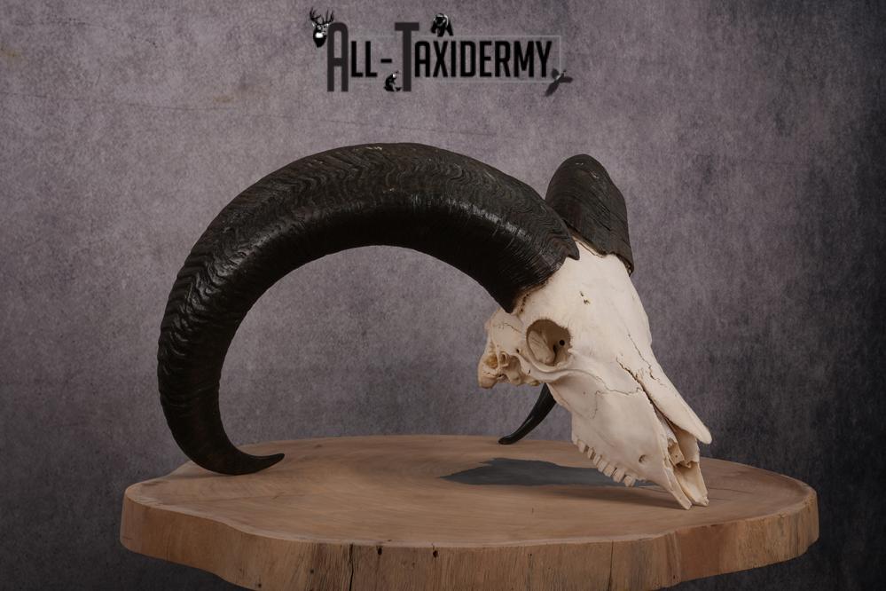 African Aoudad taxidermy skull SKU 2513 - Image 3