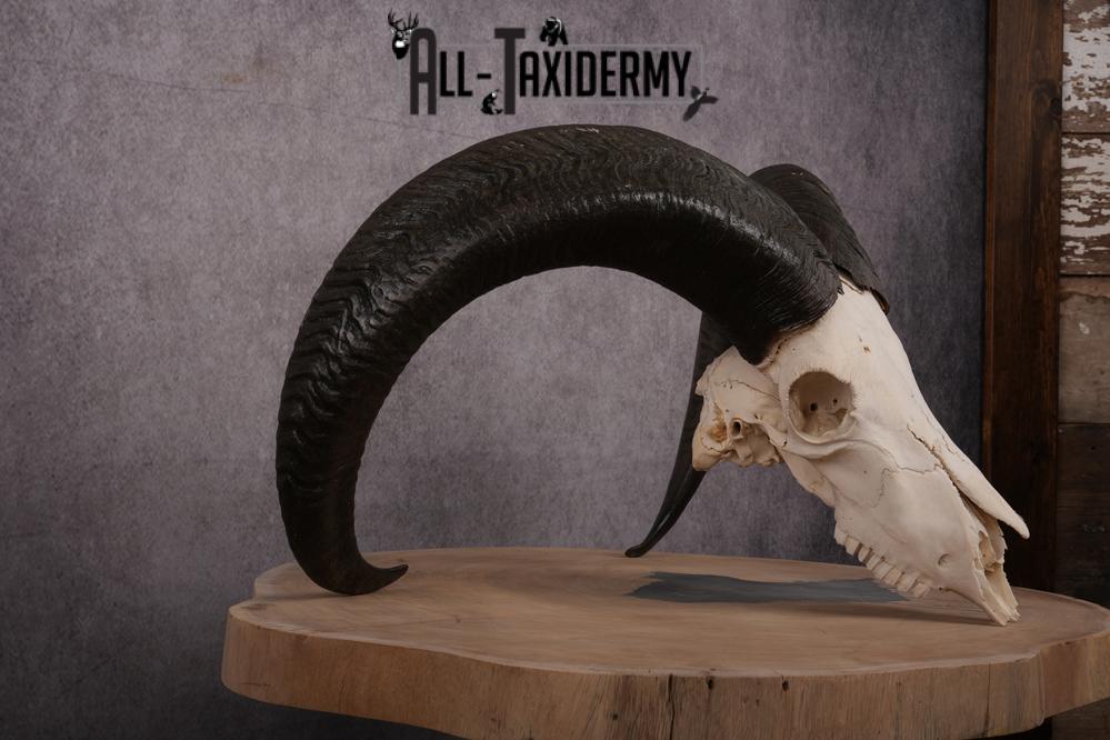 African Aoudad taxidermy skull SKU 2513 - Image 2