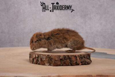 Deer Mouse Taxidermy Mount SKU 2437