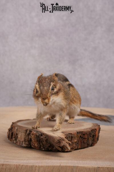 Chipmunk Taxidermy Mount SKU 2419.2