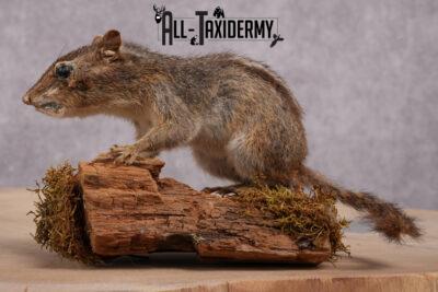 Chipmunk Taxidermy Mount SKU 2419.1