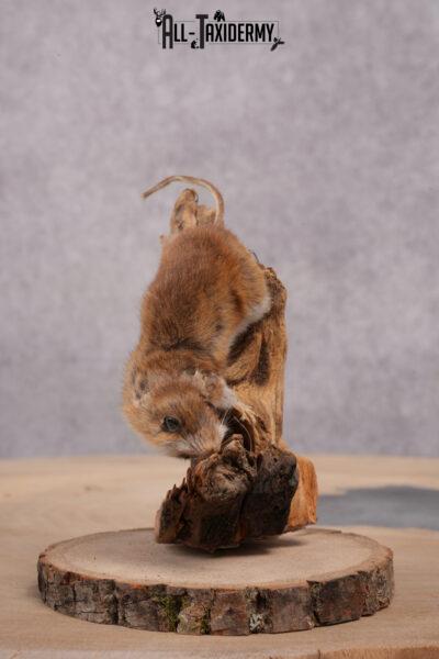 Mouse Taxidermy Mount SKU 2419.3