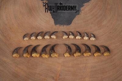 Body black bear Claws SKU 2321