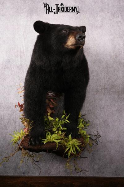 Half body black bear taxidermy mount SKU 2273