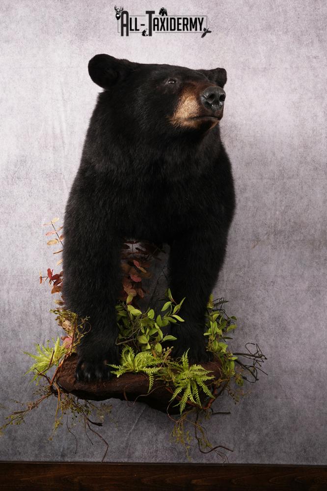Half body black bear taxidermy mount SKU 2273
