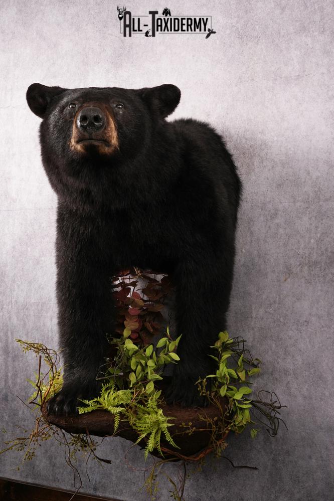 Half body black bear taxidermy mount SKU 2273 - Image 11
