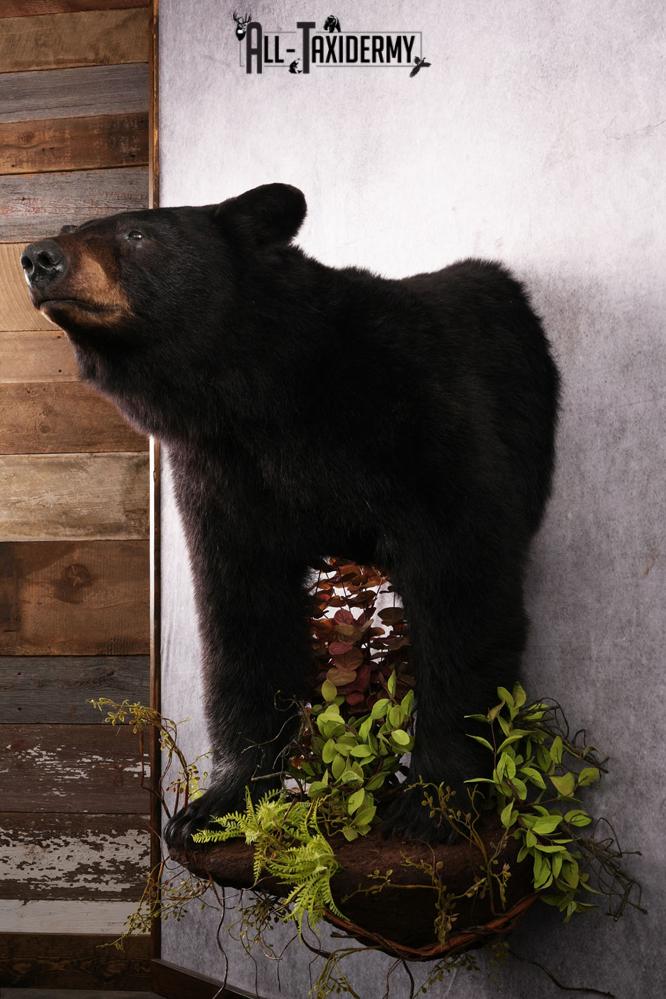 Half body black bear taxidermy mount SKU 2273 - Image 10