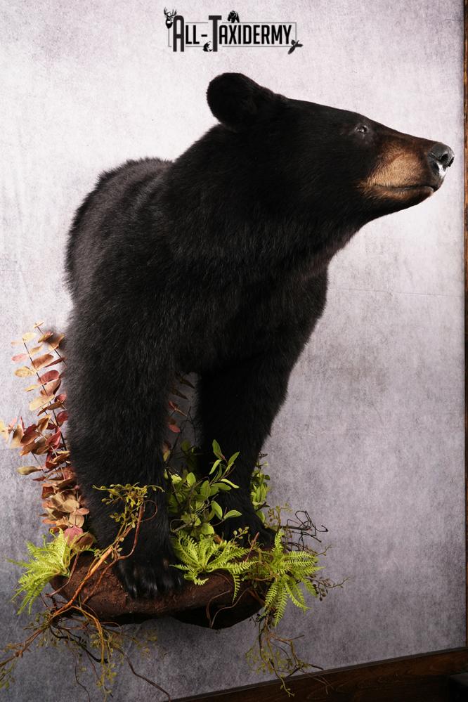 Half body black bear taxidermy mount SKU 2273 - Image 9