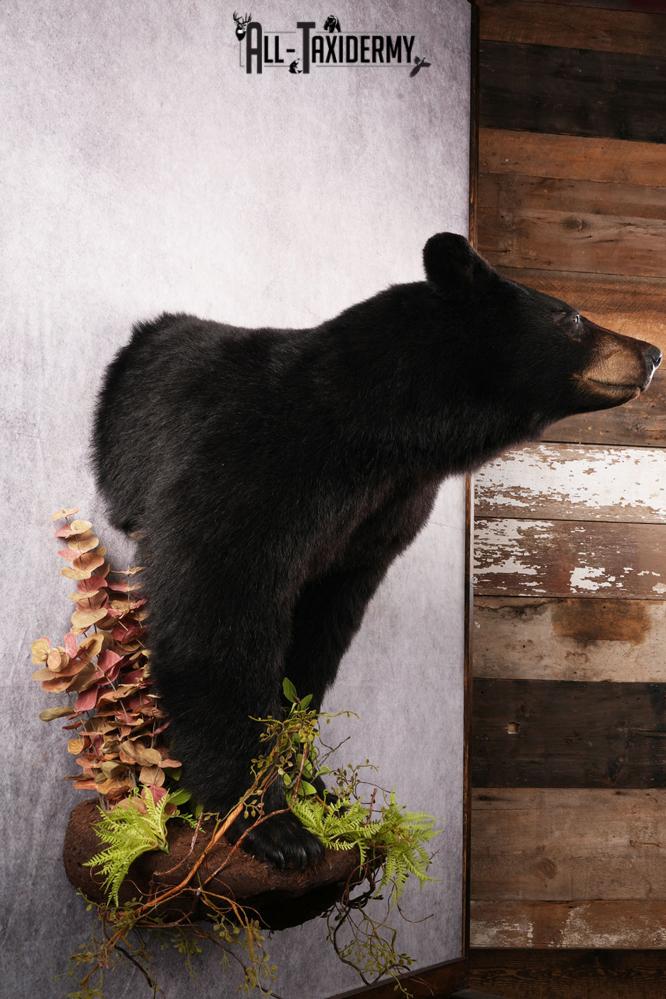 Half body black bear taxidermy mount SKU 2273 - Image 8