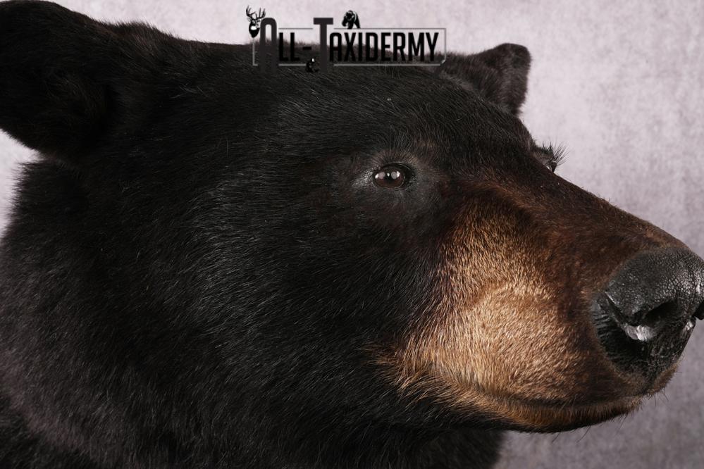 Half body black bear taxidermy mount SKU 2273 - Image 7