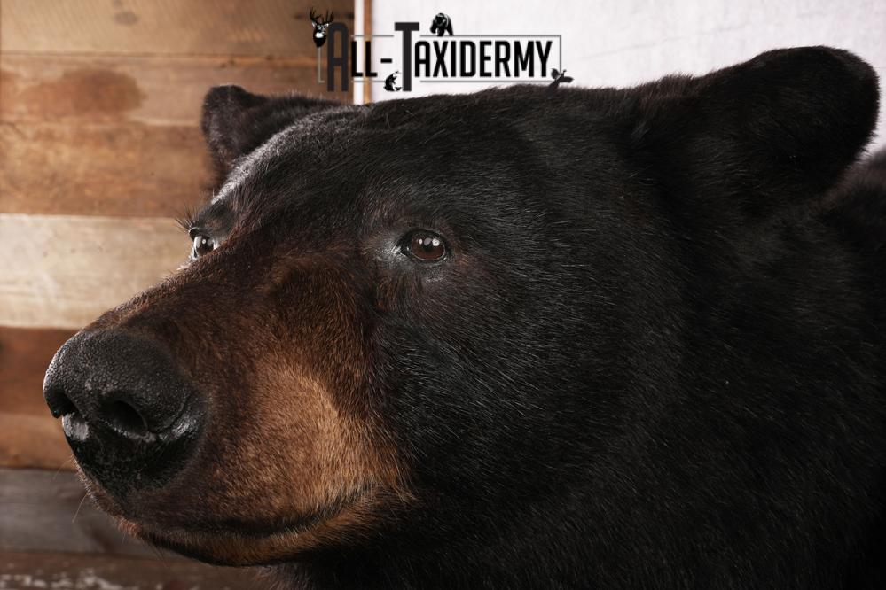 Half body black bear taxidermy mount SKU 2273 - Image 6