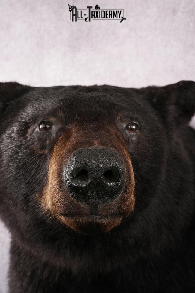 Half body black bear taxidermy mount SKU 2273 - Image 5