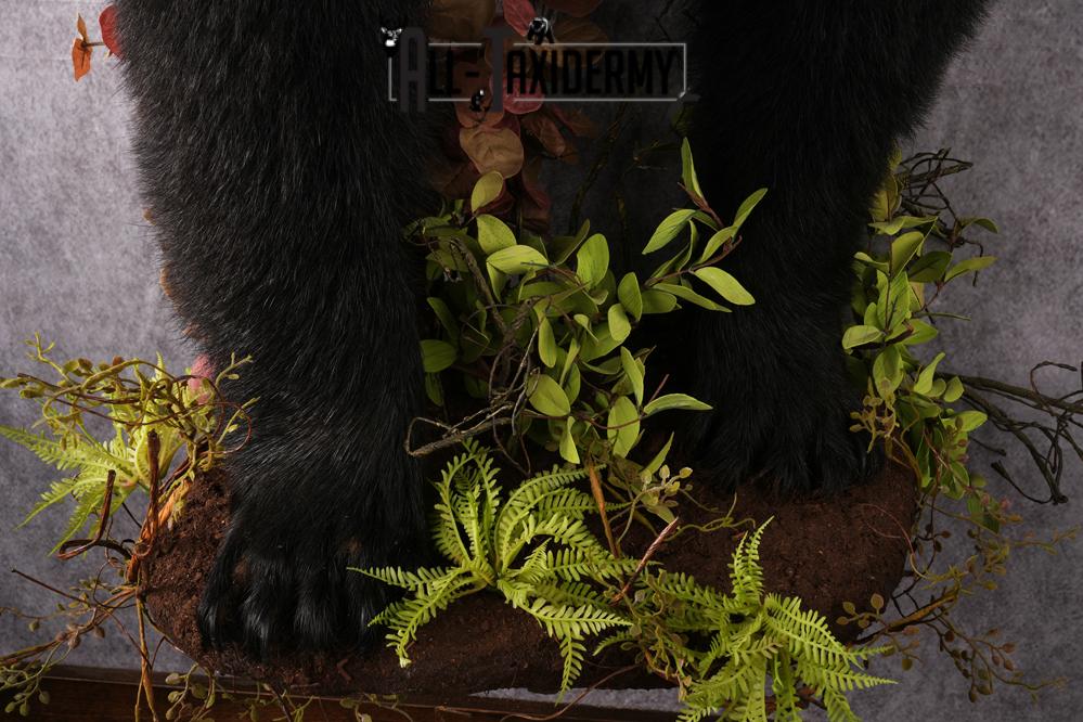 Half body black bear taxidermy mount SKU 2273 - Image 4